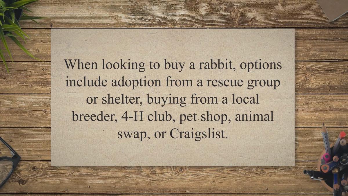 Pet Stores That Sell Rabbits Rabbit Guide 2023