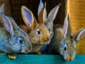 Breeding Rabbits - A Guide to Get You Started! - Rabbit Insider