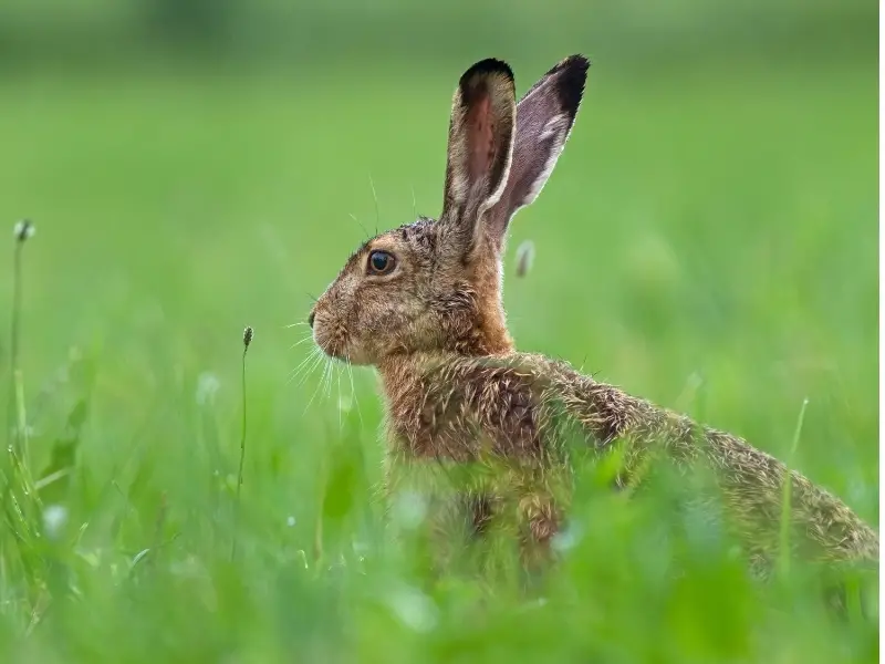 Bunny vs Rabbit vs Hare