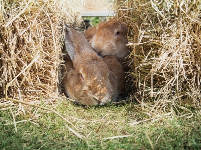 Do Rabbits Hibernate? Rabbit Facts 2024 Rabbit Insider