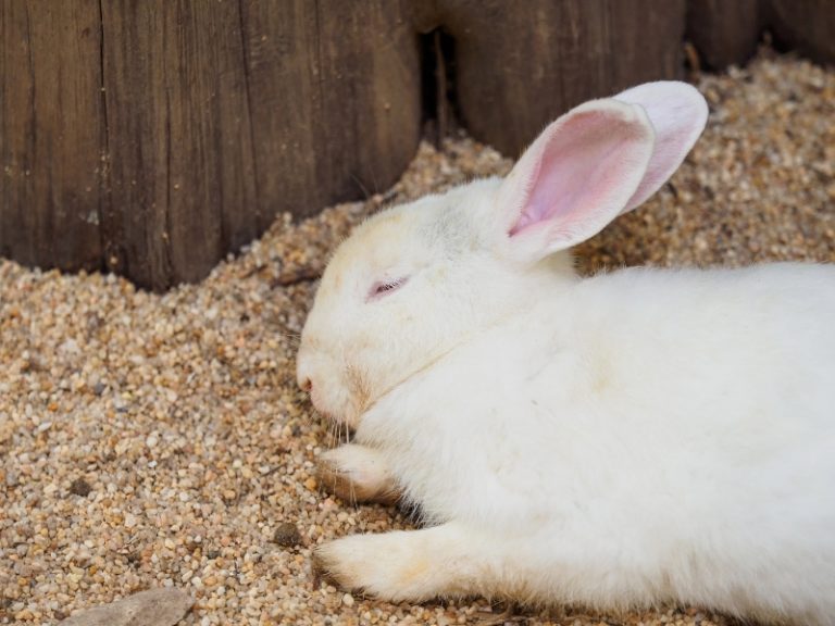 Do Rabbits Hibernate? - Rabbit Facts 2024 - Rabbit Insider