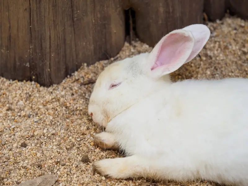 Do Rabbits Sleep More in The Winter