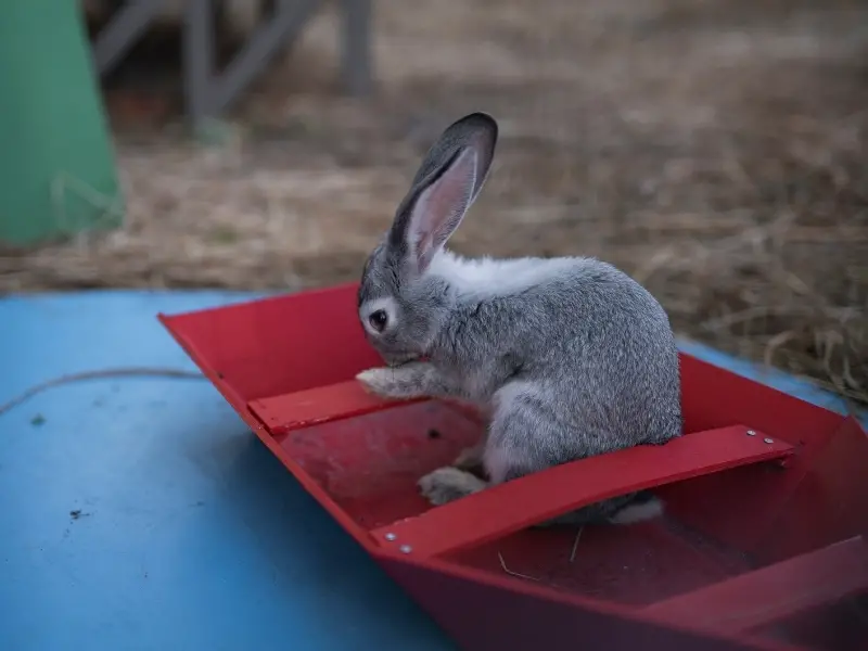 Factors That Affect a Rabbit’s Lifespan