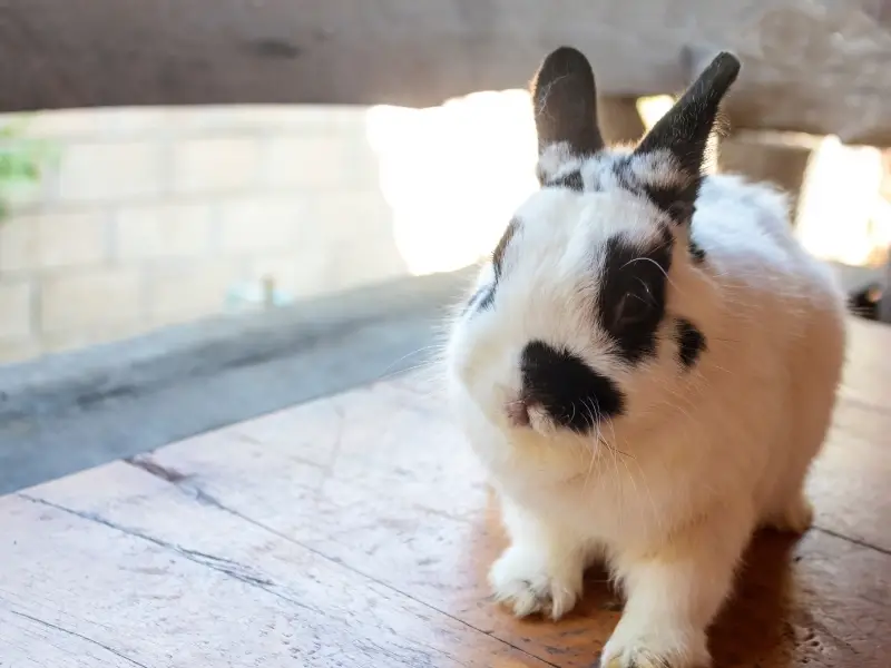 Smallest Rabbit Breeds in the World