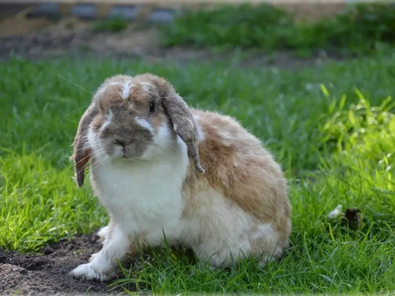 What Family Does a Rabbit Belong to