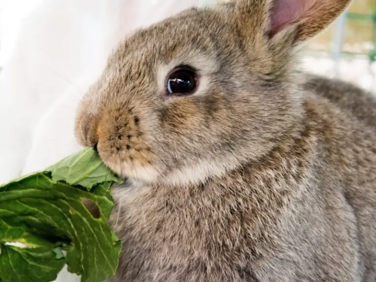 Are Rabbits Herbivores, Omnivores, or Carnivores? - Rabbit Insider