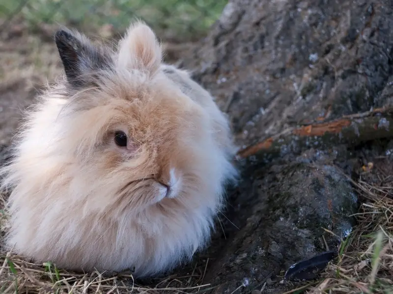 Breeding Angora Rabbits