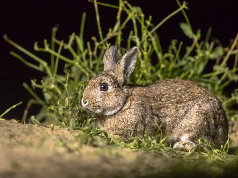 Can Rabbits See in the Dark