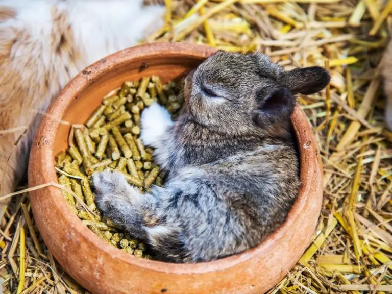 Do Rabbits Sleep with Their Eyes Open or Closed? Rabbit Insider
