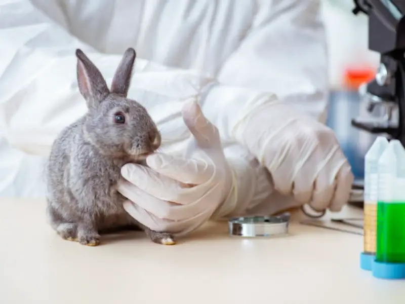 How Much Does It Cost to Neuter a Rabbit