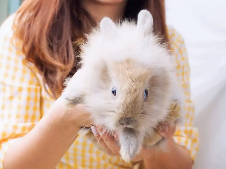 how-to-pick-up-a-rabbit-proper-rabbit-handling-rabbit-insider