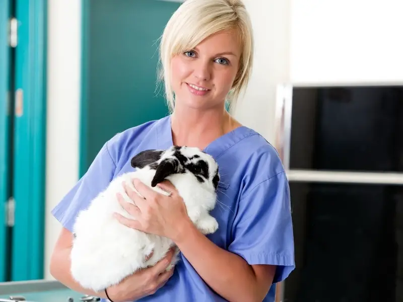 Is It Safe to Spay or Neuter a Rabbit