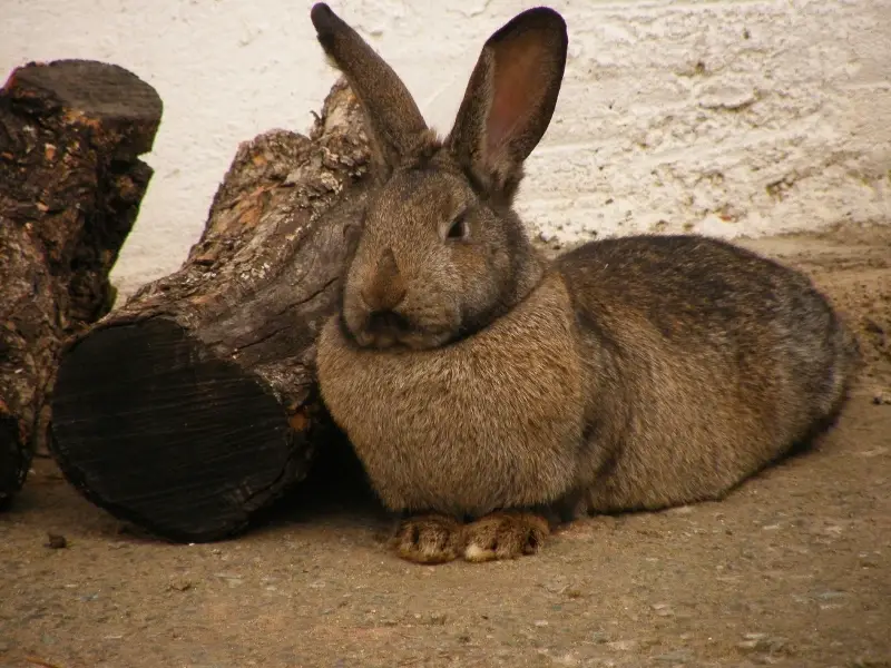 Largest Rabbit Breeds