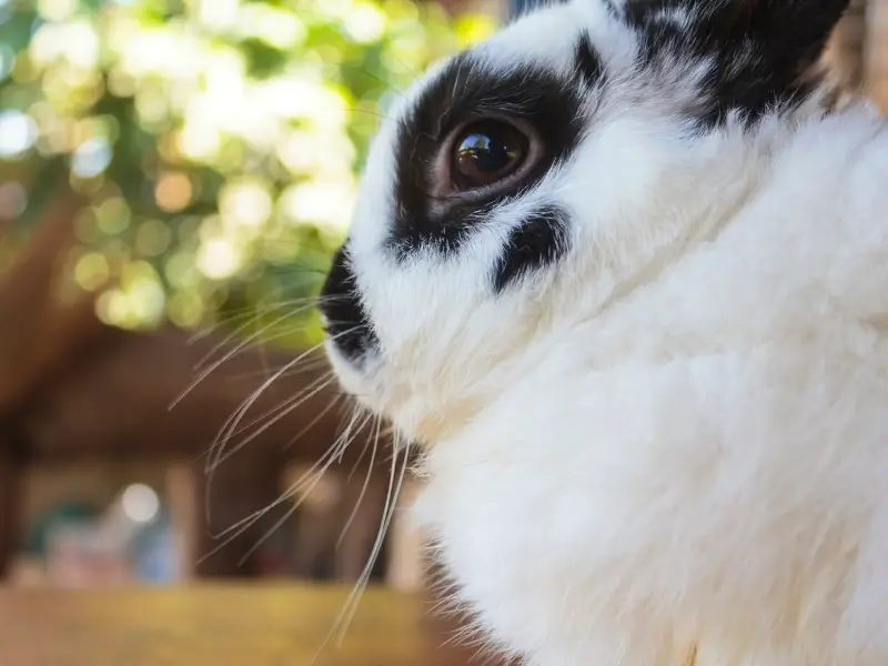 Netherland Dwarf Rabbit Care