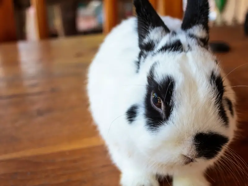 Netherland Dwarf Rabbit Characteristics