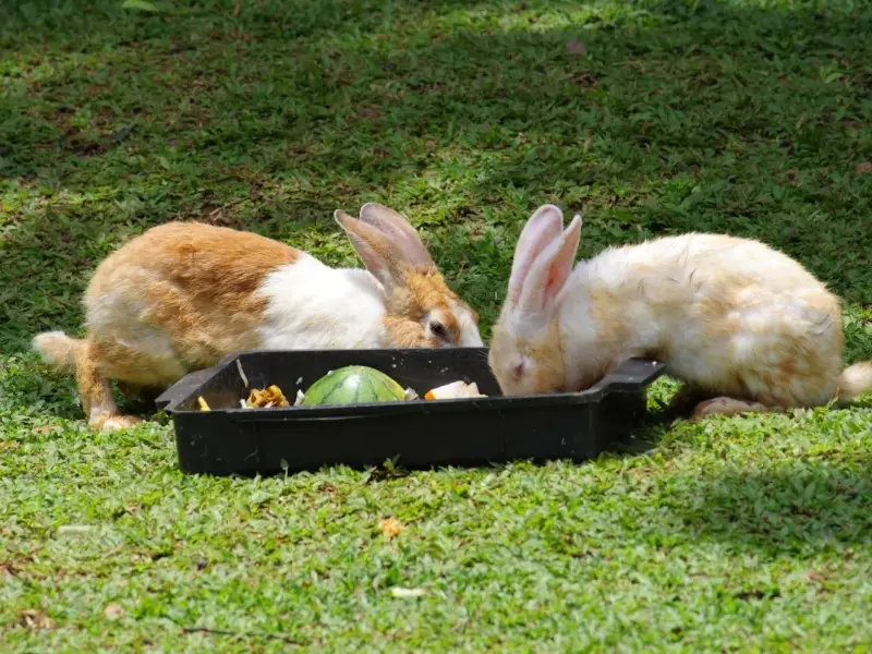 Proper Rabbit Diet 