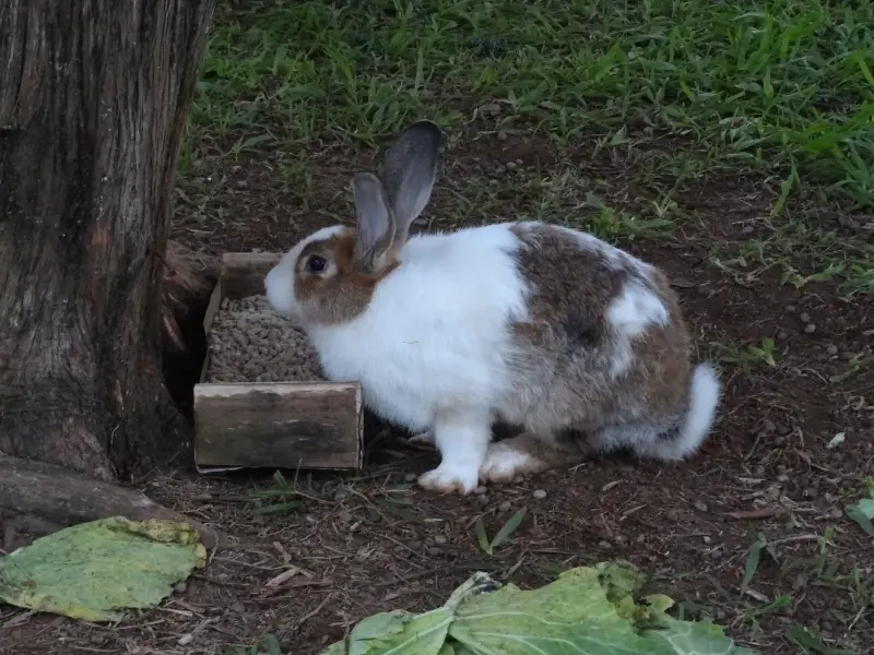 Rabbit Eating Poop