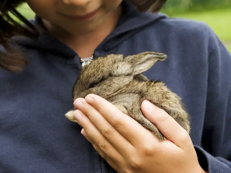 Reasons Rabbits Make Good Pets 