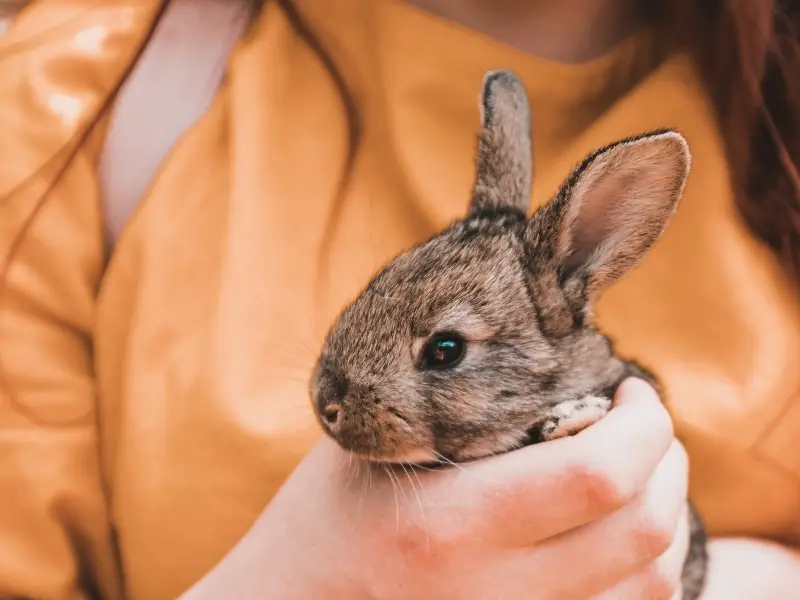 Signs of Rabbit in Distress