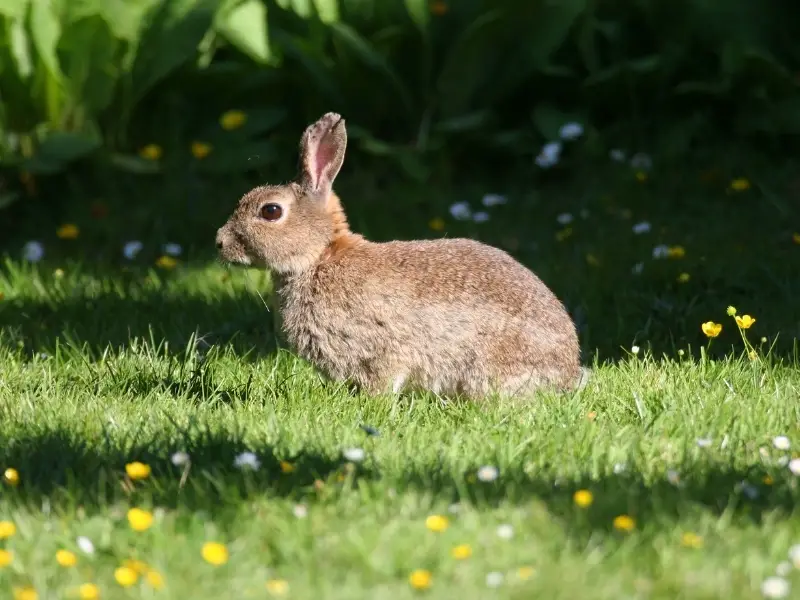 Types of Rabbit Sounds