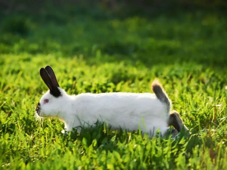 why-do-rabbits-thump-does-it-mean-anything-rabbit-insider