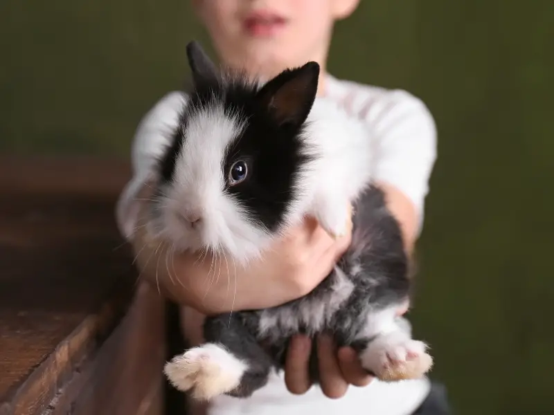 How to Pick Up a Rabbit? Proper Rabbit Handling Rabbit Insider