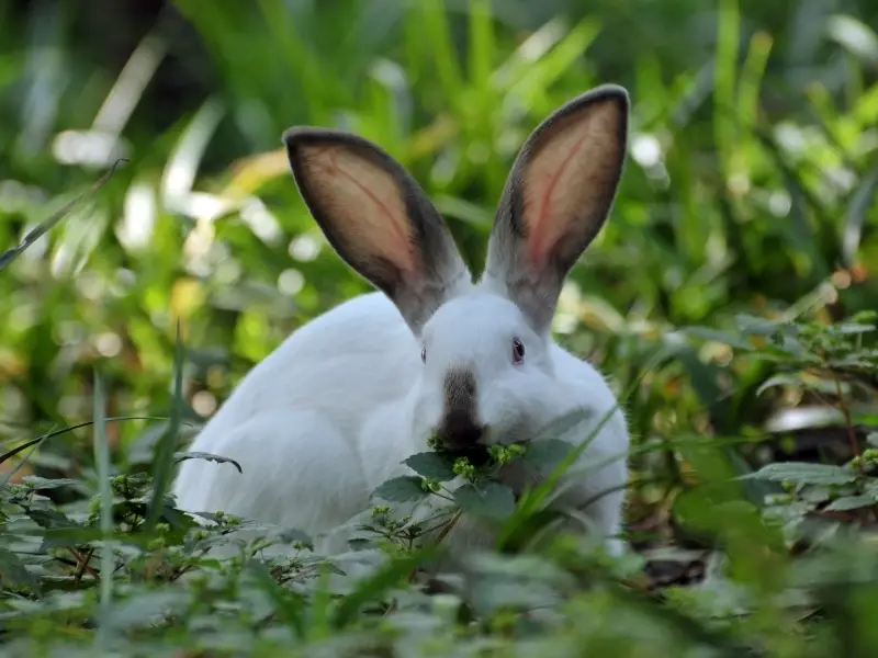 Determine the Gender of a Rabbit