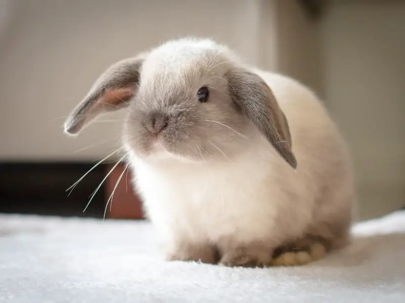 Holland Lop Rabbit Characteristics