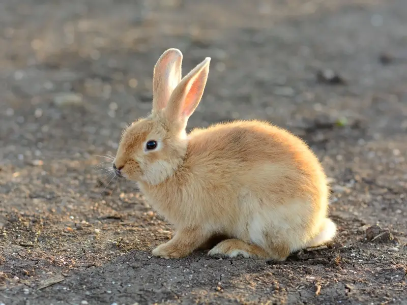 How Can I Tell If My Rabbit Is Too Hot