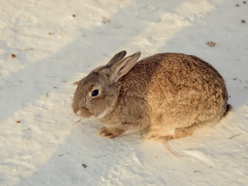 How Cold Can Rabbits Tolerate