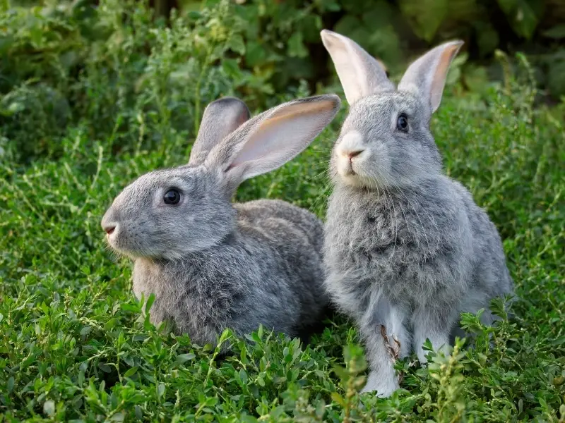 How to Introduce the Would-Be Bonded Pair of Rabbits 