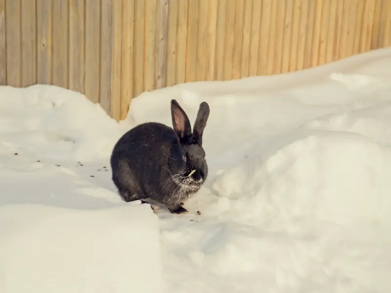 How Cold Can Rabbits Tolerate? Rabbit Insider