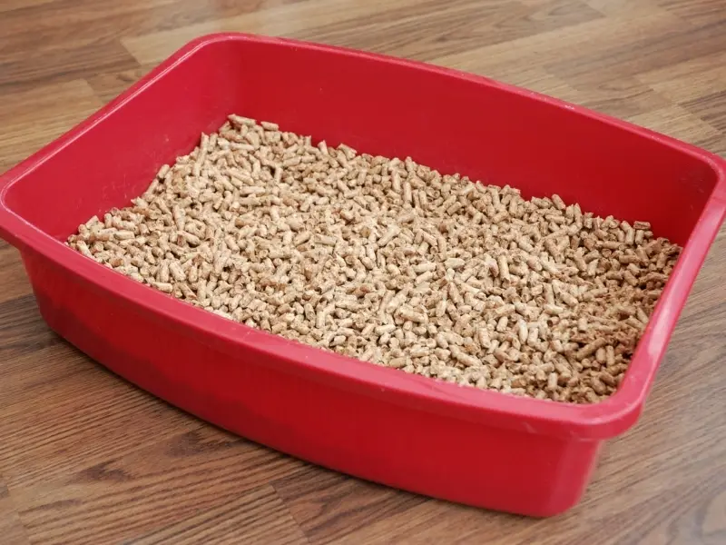 How to Set up a Litter Box for Rabbits