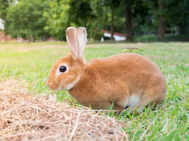 New Zealand Rabbit Characteristics