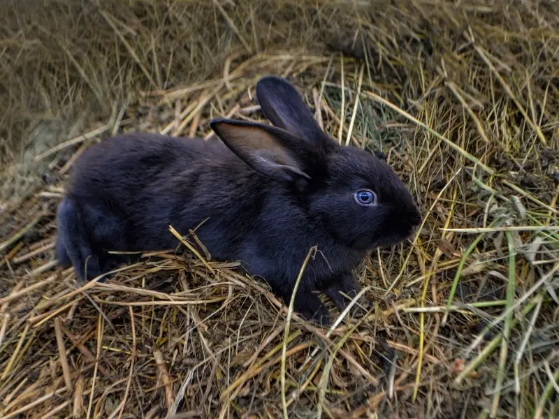 Polish Rabbit Characteristics