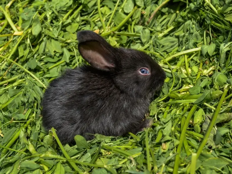 Polish Rabbit