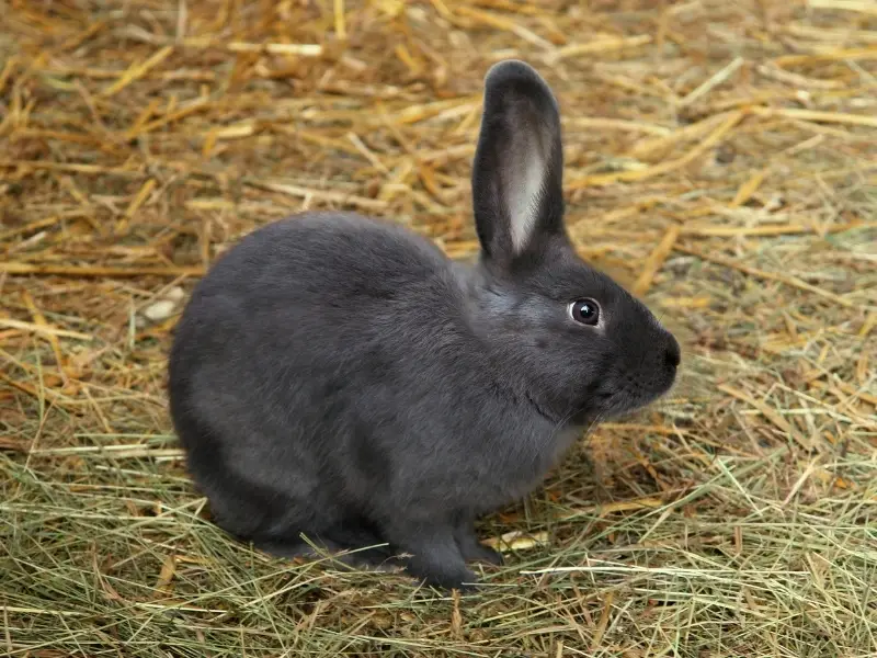 Silver Fox Rabbit Characteristic