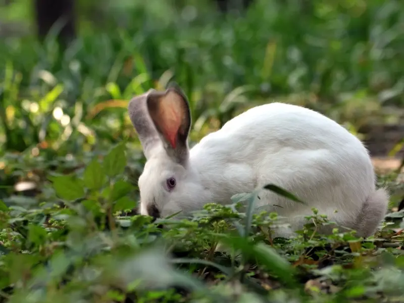 are rabbits smart like dogs