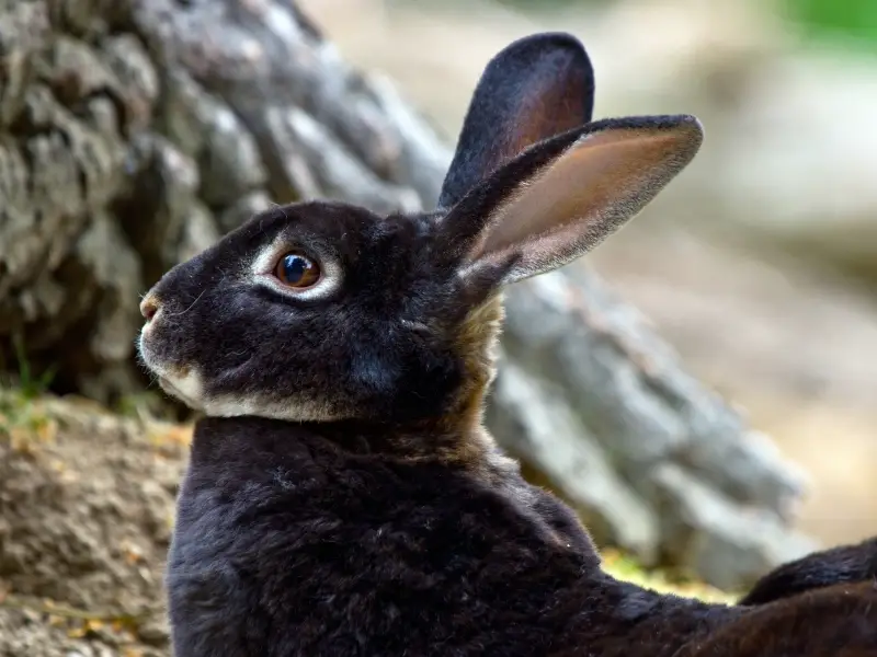 havana Rabbit Characteristics