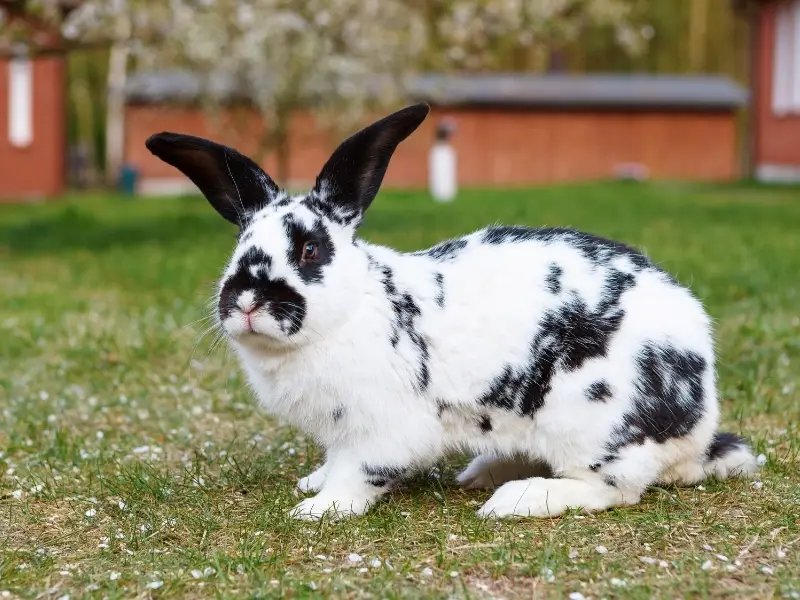 Checkered Giant Rabbit Characteristics