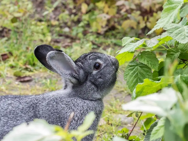 Chinchilla Rabbit