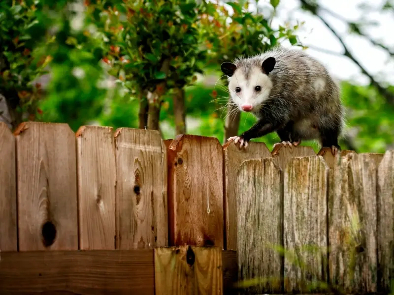 Do Opossums Eat Rabbits
