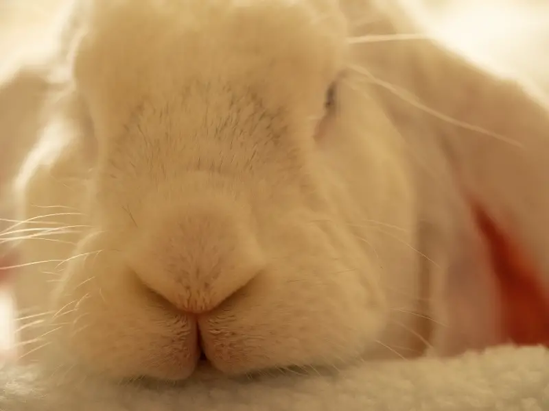 English Lop Rabbit Characteristics