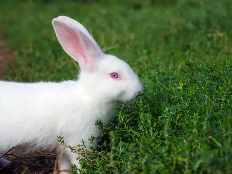 Florida White Rabbit Characteristics