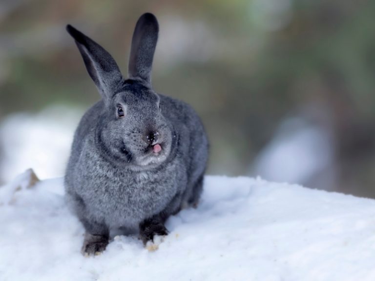 How to Keep Rabbits Warm in the Winter? Rabbit Guide 2024 - Rabbit Insider