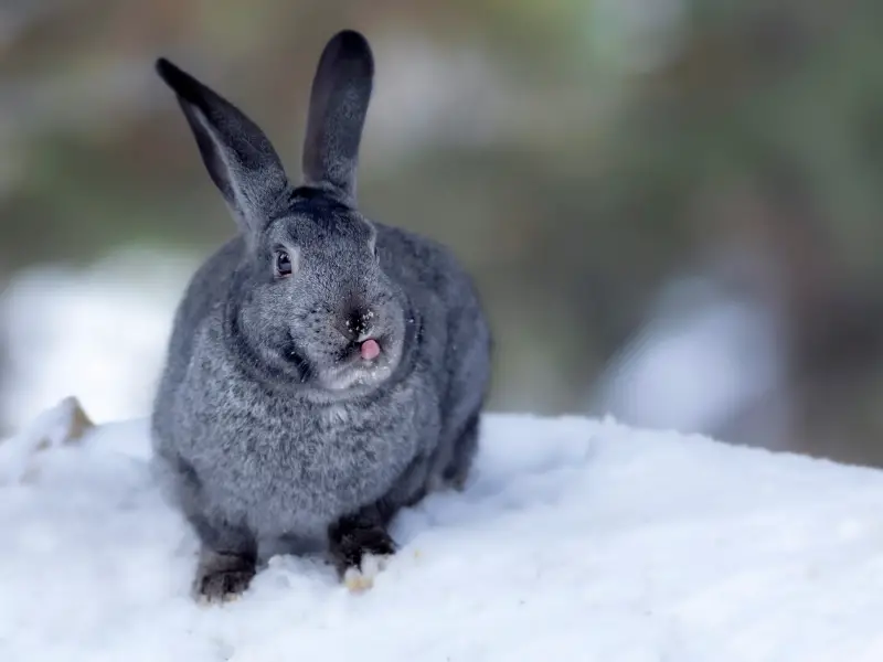 How to Keep Rabbits Warm in the Winter