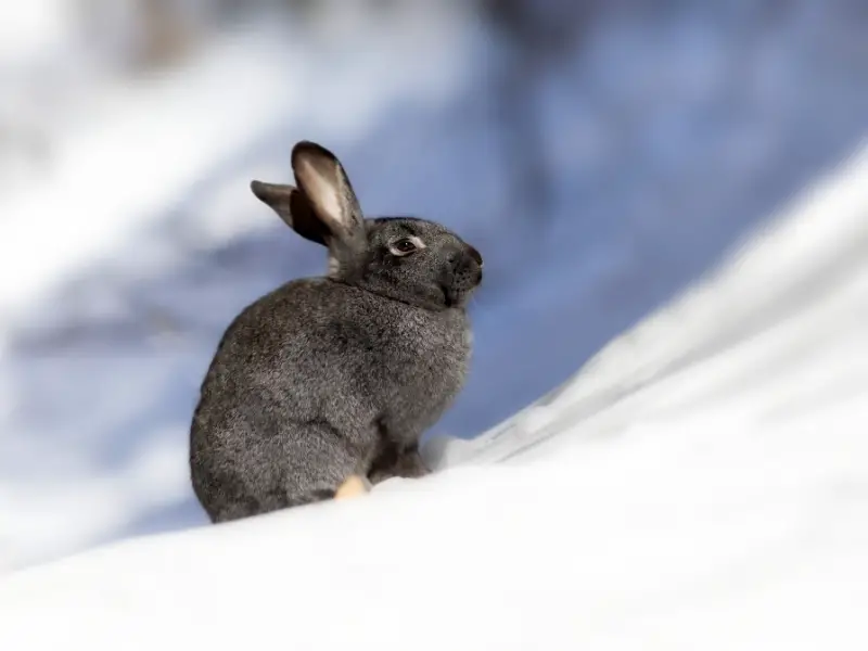 How to Keep Rabbits Warm