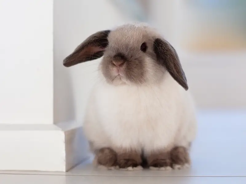 Mini Lop Rabbit Characteristics