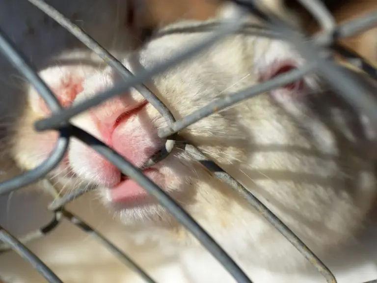 Why Does My Rabbit Bite Me? Rabbit Guide 2024 Rabbit Insider