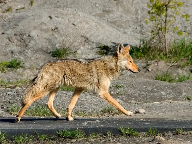 Ways to Protect Your Rabbits From Coyotes